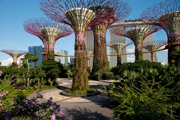The Supertrees – iconic vertical garden structures – at Gardens by the Bay, Singapore