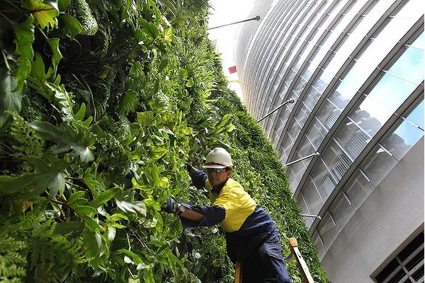 Maintenance of a vertical wall at 1 Bligh Street, Sydney, Australia