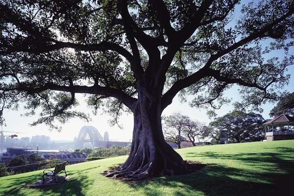 Sydney aims to increase its urban canopy cover