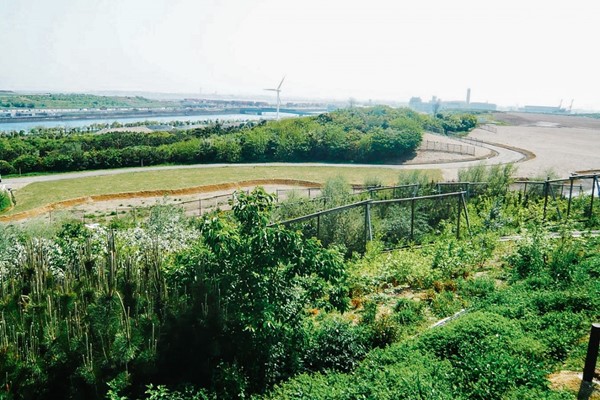 Umi-no-mori tree planting