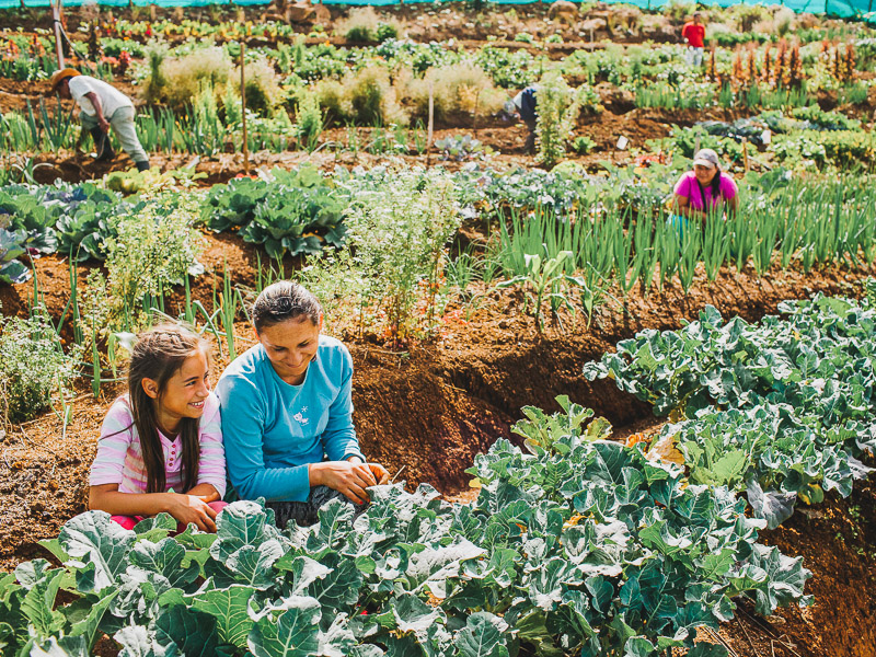 Urban farming at the Circumvent Garden