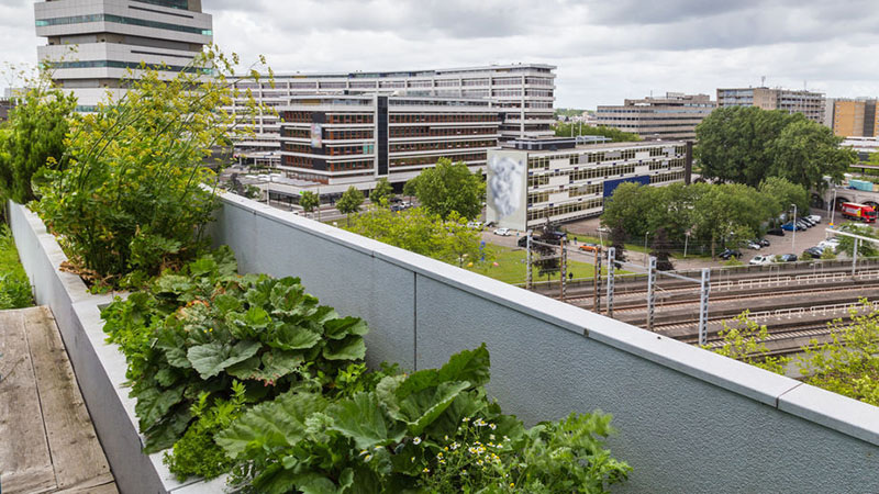 Vegetable roofgarden on top of an office building in the citycenter of Rotterdam, Netherlands