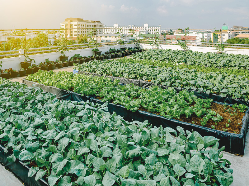 Cities could look into increasing local produce through urban farming