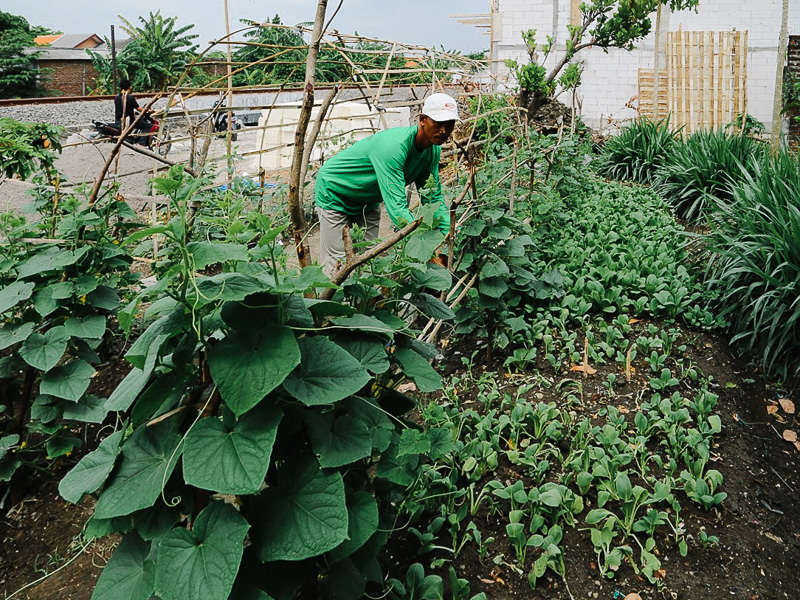 An urban farming project