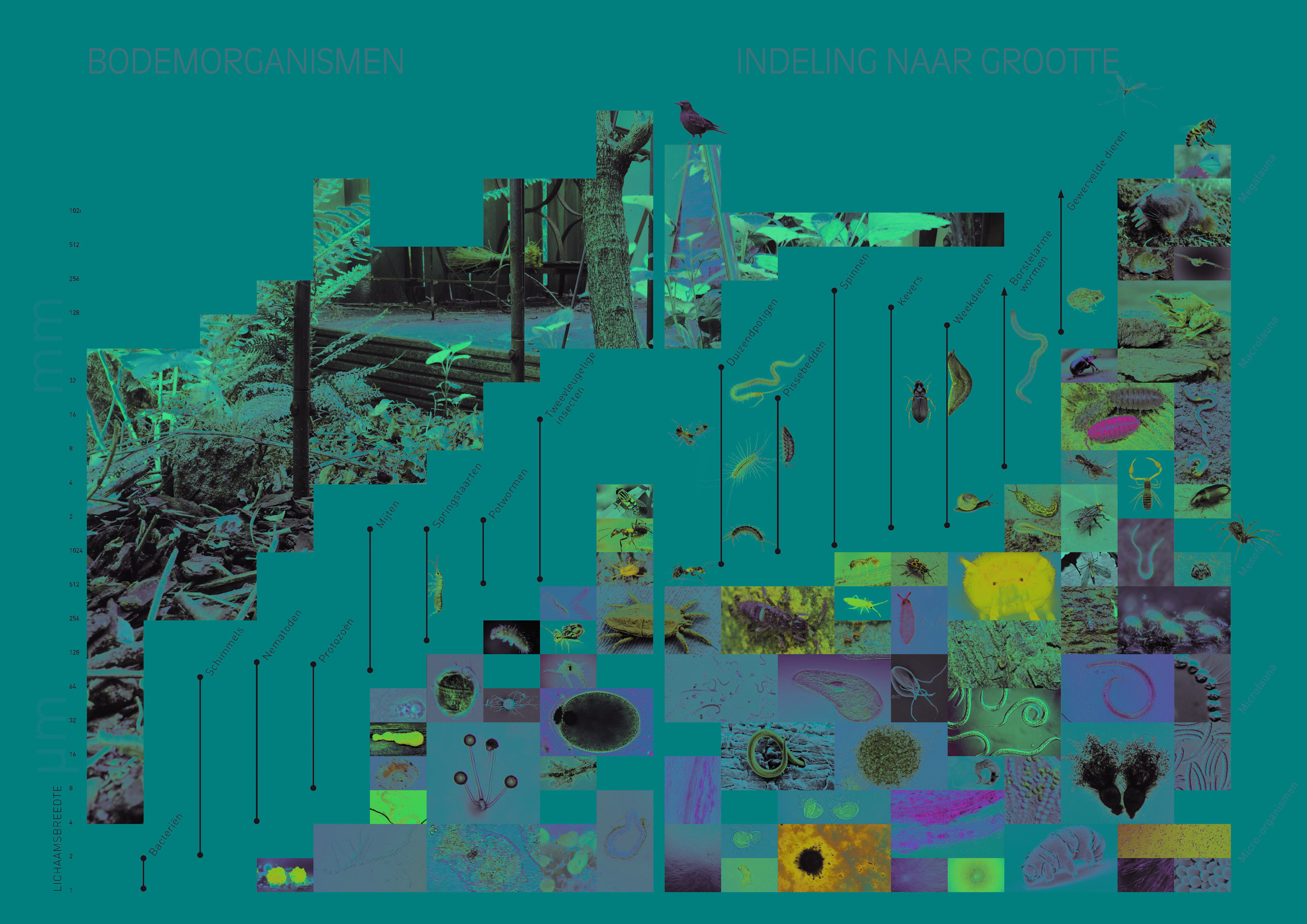 Understanding the many living organisms in the soil underneath the city.